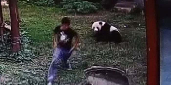 Man Breaks Into Zoo Enclosure Only to Find Himself Wrestling a Giant Panda