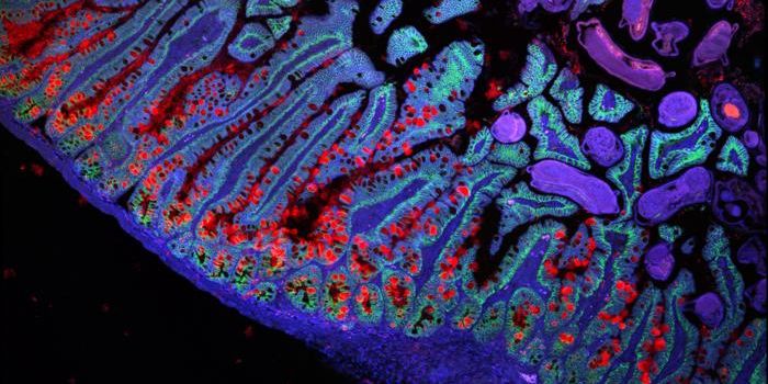 A Better Understanding of Human Biology from the Cell Atlas