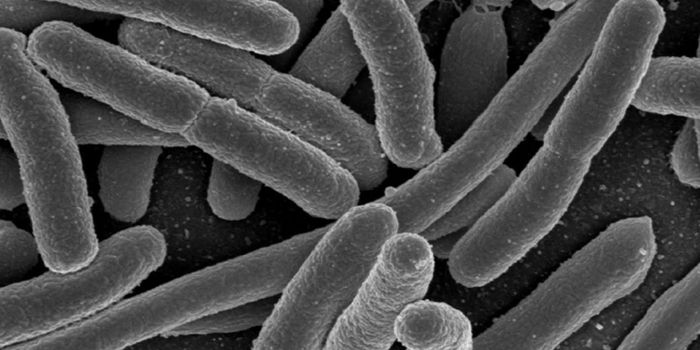 The Role of Estrogen Therapy in Gut Bacteria