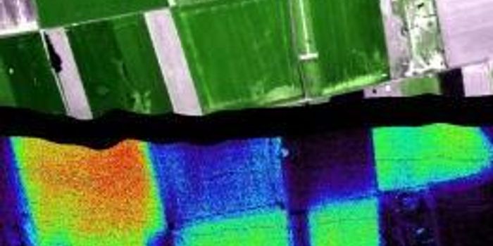 Glowing Plants, Healthy Plants