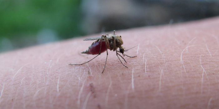 Malaria Linked to Childhood Blood Cancer