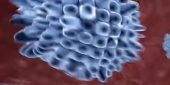 First US Case of Bubonic Plague in 26 Years is Reported