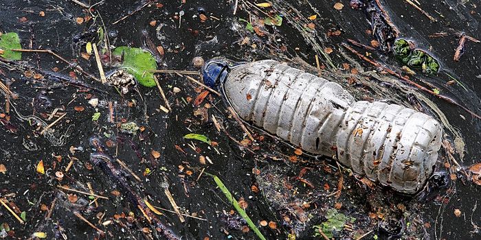 Scientists Get a Closer Look at "The Plastisphere"