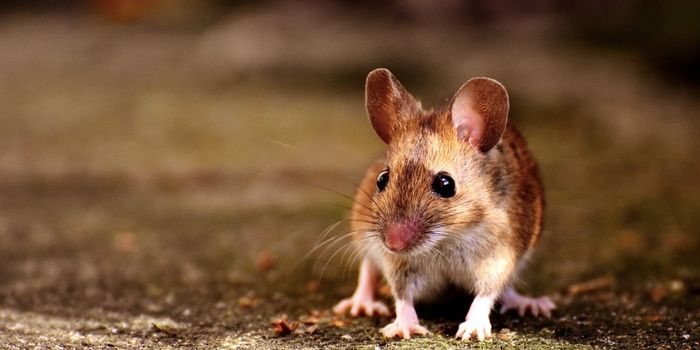 Researchers Create Mice From Two Fathers