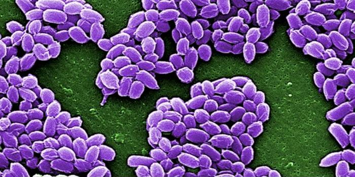 Anthrax Toxin Has Potential as Non-Opioid Pain Therapeutic