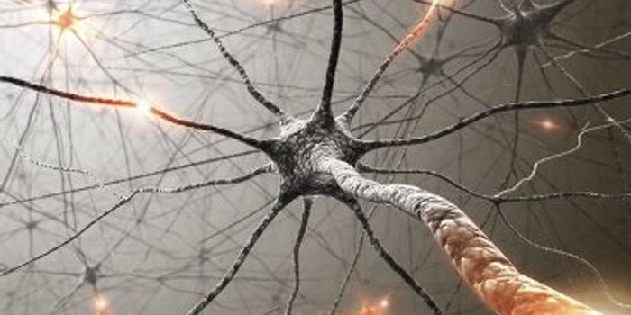 Axonal Transport Study Provides New Hope for MS Patients