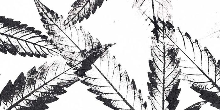 Light controls variants of active ingredient in cannabis