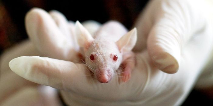 Silent Mice Drive Autism Gene Discovery