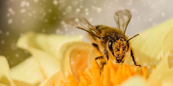 Woman Has Four Bees Removed From Her Eye Socket