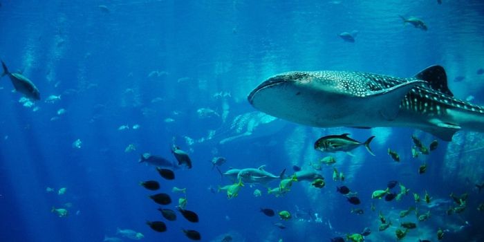 Watch This Dive Team Collect a Blood Sample From a Captive Whale Shark