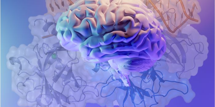 Infamous Cancer Gene p53 Plays a Surprising Role in Autism and Learning