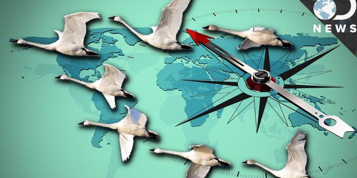 How Animals Map Their Way Home without a GPS