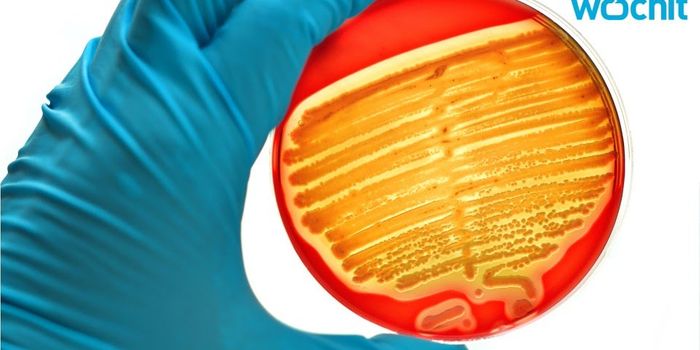 Crowded Bacteria Will Release Toxins to Ensure Survival