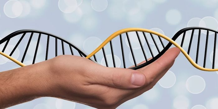 Developing a Gene Therapy to Treat Duchenne Muscular Dystrophy