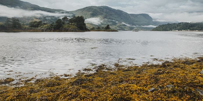 Brown Algae Pigment Could Have Beneficial Health, Biofuel Applications