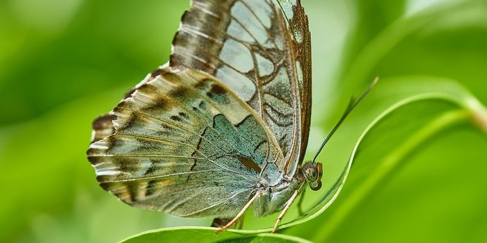 What is the butterfly effect?