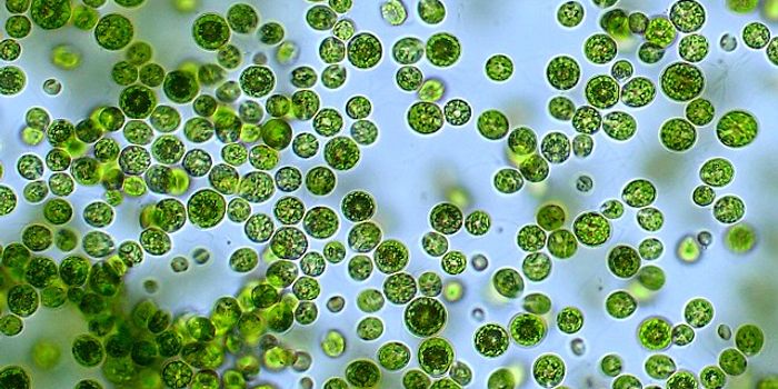Light signals algae to stick