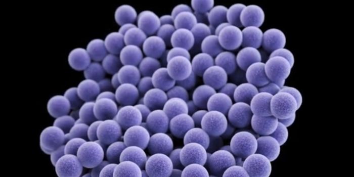 Understanding How a Superbug Spreads in the Home