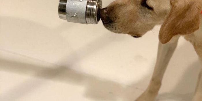 Dogs Can Sniff Out COVID-19 Cases