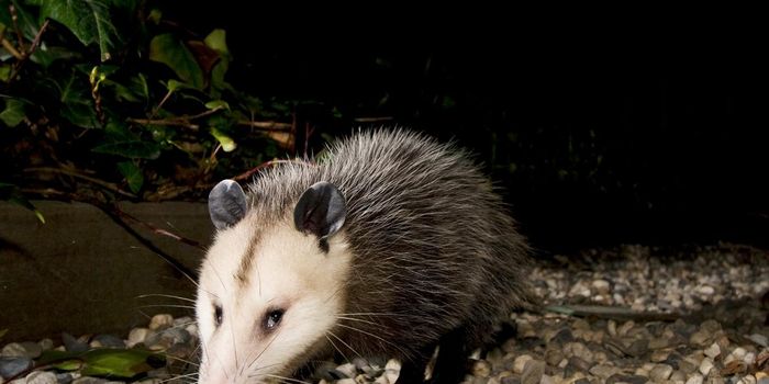 Snake Anti-Venom Could Come From Opossums