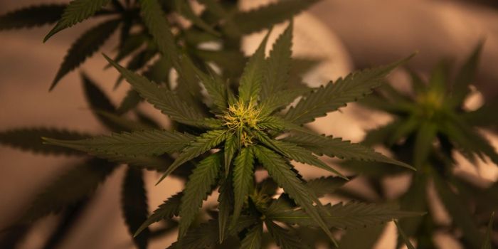 Vaporized Cannabis has Similar Effects on Teens and Adults