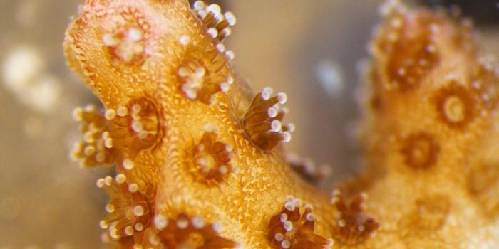 Coral Crisis Solutions: Anemones Offer Key Insights for Restoration Efforts