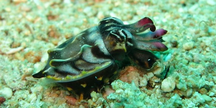 Cuttlefish Are Amazing, and Here's Why