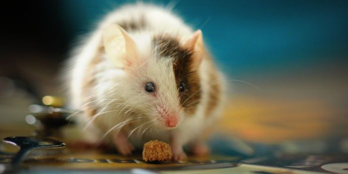 Success in Treating Schizophrenia in Mice
