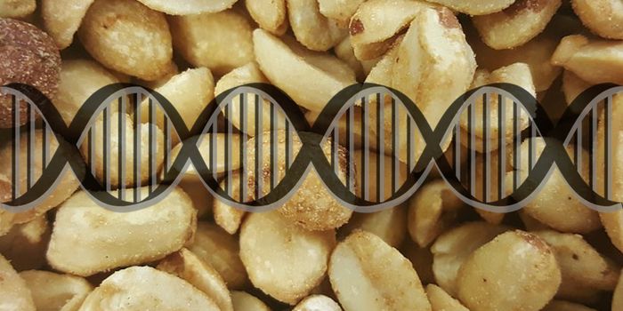 Do genes determine our fate for developing allergies?