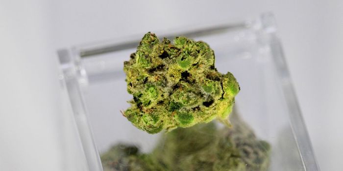 Why Cannabis Makes Everything Seem Interesting