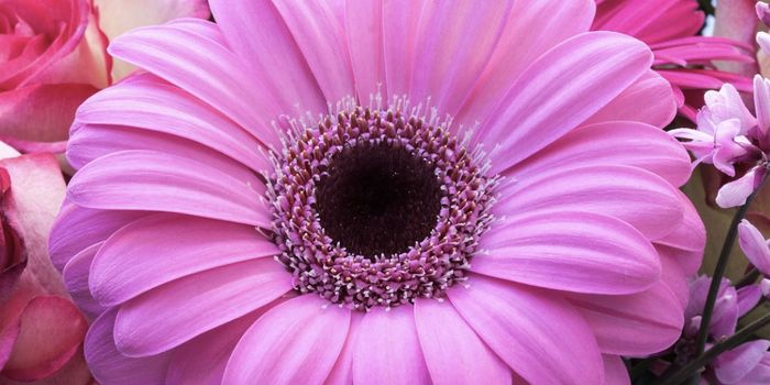 A Protein That Creates a Fibonacci Sequence in Flower Heads