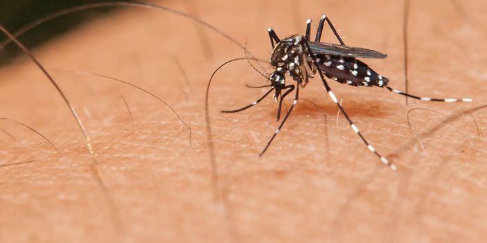 Florida Residents Unsure About Mosquito-Control Efforts