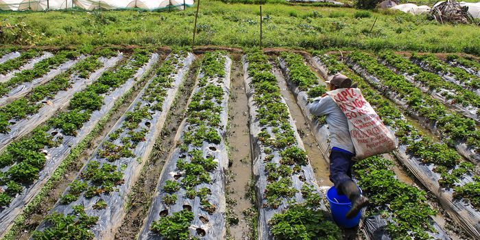 A toxic pesticide that the EPA refused to ban has poisoned farmers