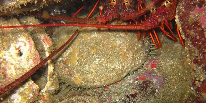 Marine Protected Areas Crucial for Commercially Harvested Animal Populations