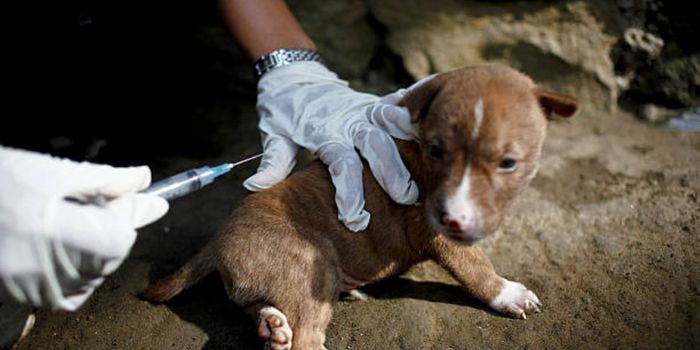 Eradication of Dog-Mediated Rabies