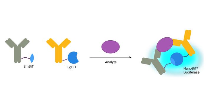 Are You Using the Right Immunoassay for Your Application?