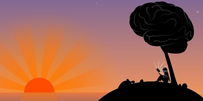 Brain Size in Animals Matters