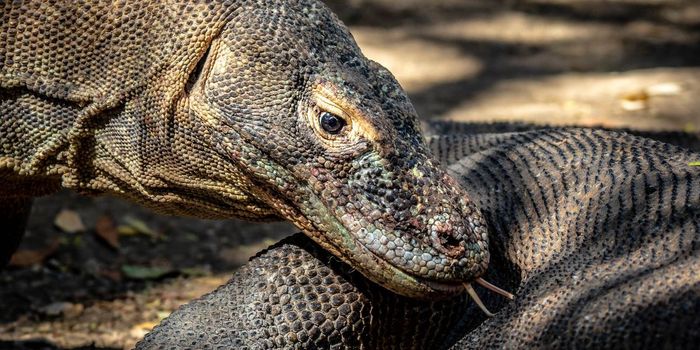 Scientists Create Antibiotic from Komodo Dragon Blood