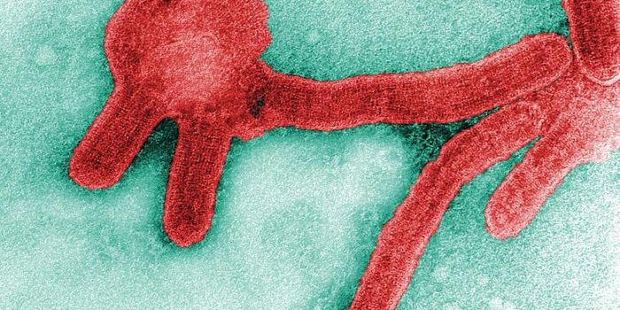 Ebola Relative is Discovered