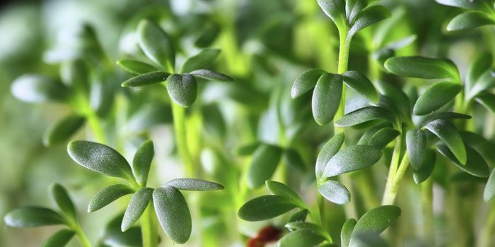 Plants Can Pass Down Epigenetic Memories