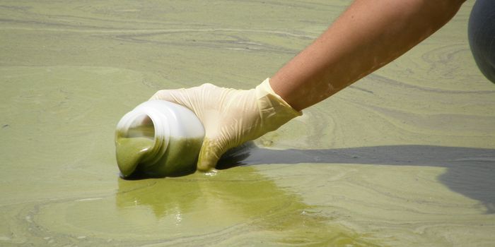Toxic Algae Bloom Causes State of Emergency in Florida