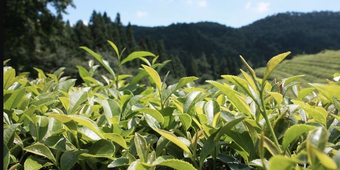 Green Tea can Alleviate Obesity and Some Cognitive Defects