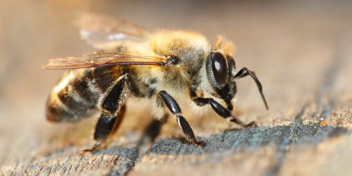 Honeybee Memory Epigenetics Finding may aid Alzheimer
