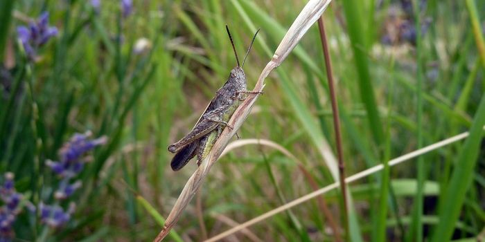 Grasshopper declines signal failing praries