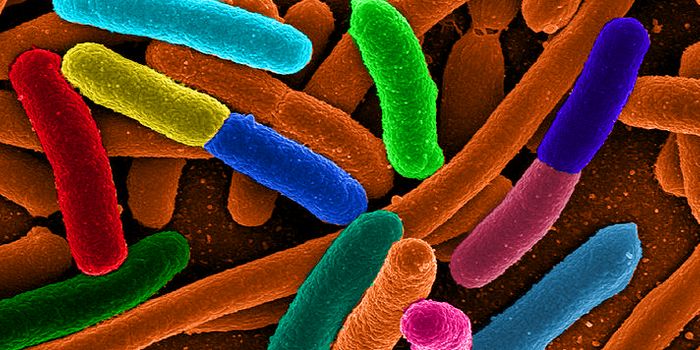 Higher Mutation Rates Found in Stressed E. coli