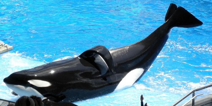 Tilikum, the SeaWorld Orca that Killed Trainer and Appeared in 'Blackfish' Documentary, Dies