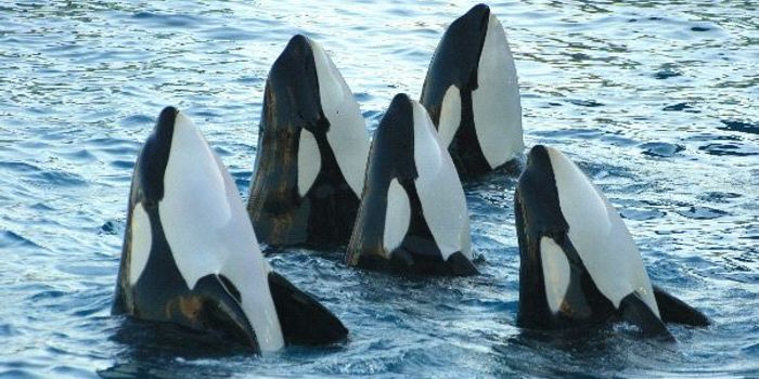 Female Killer Whales Help Pods Survive