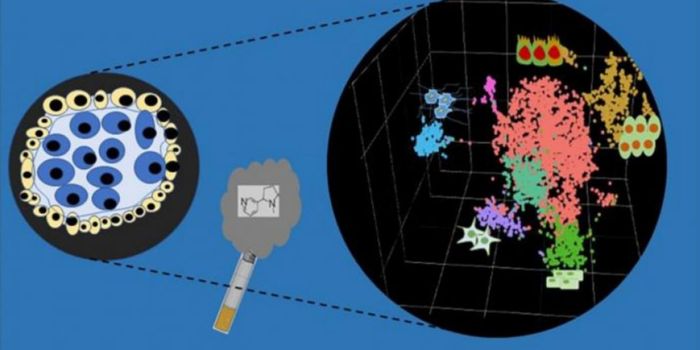Nicotine on Human Embryonic Development