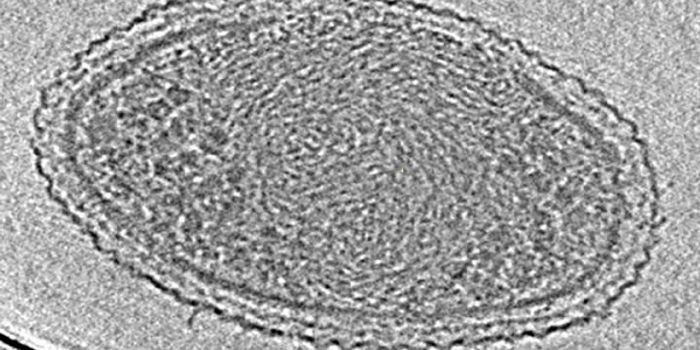 First Detailed Microscopy Evidence of Bacteria at Its Tiniest