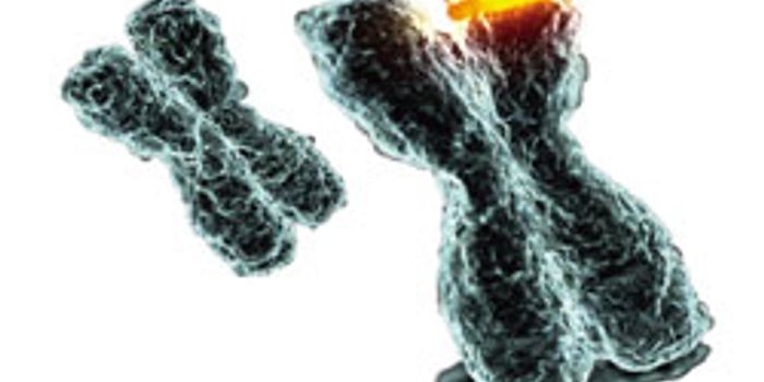 Penn Medicine Study Offers Promising Treatment Option and Improved Survival Rates  for Patients with BRCA-Related Ovarian, Breast, Pancreatic, and Prostate Cancers 